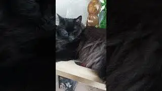 Жарко нашим лохматеньким  дружочкам.13.06.2024.Москва