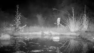 Bosuil in de nacht movie