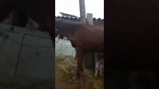 Лошадь каифует