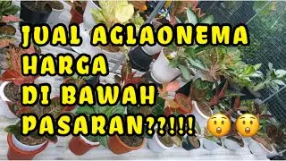 Jual aglonema termurah dan terlengkap di jogjakarta (Azzahra Garden)