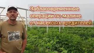 Контроль насекомых вредителей на малине