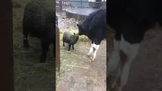 Cute farm animals: young calf loves little goat