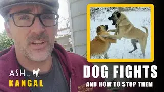 How To Stop A Kangal Dog Fight (And What To Watch Out For) | Ash The Kangal | Turkish Kangal Dogs