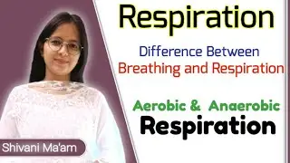 Respiration | Difference between Breathing and Respiration | Aerobic and Anaerobic Respiration