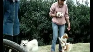 822 human and animal series have dog9