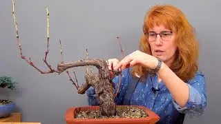 Бонсай из винограда (ч.4).
