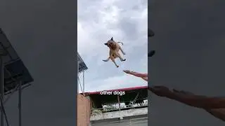 OTHER dogs vs MY dog 😂 