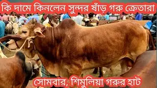 @8/5/সোমবার/ ১ লাখ ৩০ হাজার ও ২০ হাজারে কেমন সুন্দর ষাঁড় গরু কিনলেন নরসিংদীর ক্রেতা/cow market 2023