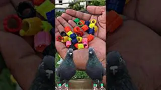 pigeon leg ring 😍 | #pigeontips #pigeon #kabootar #shortsfeed #shorts