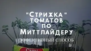 Этап  3. Стрижка томатов по методу Миттлайдера!