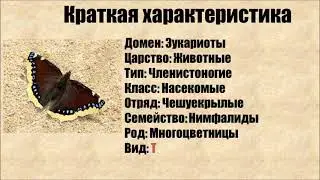 Траурница и интересные факты о ней