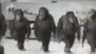 Monki dance