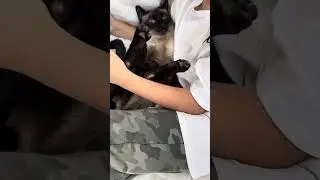 This cat literally chose my nephew for his best friend