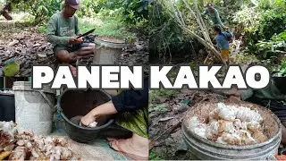 Belah Coklat Bukan Belah Duren | Vlog | Panen Coklat