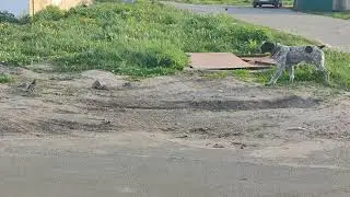 Дратхаар ловит голубя