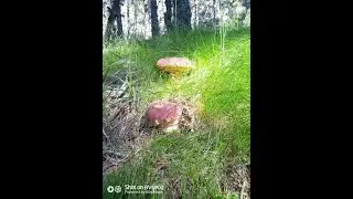 boletus gigante por Madrid en junio
