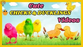 Chicks and Duckling | Cute Chicks | Ducklings | Cute Animals Video Compilation #animals #chicks