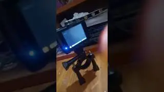 parrot watching videos #parrot #birds #cute #parrotspeak #funny #shortsfeed #shorts