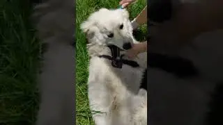 Great Pyrenees Summer Shedding - It's a lot!