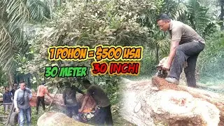 1 Pohon Durian di Bayar Cash $500 USA|| Panjang 30 Meter || Chinsaw Sthill.