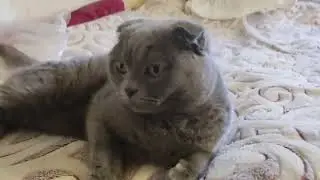 Вислоухий кот Мурзик
