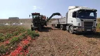 Makina İle Salçalık Domates 🍅 Hasat 🍅