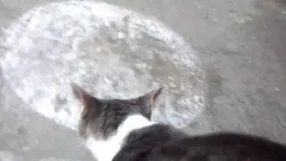 Том кричит на собаку.