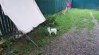 бій котів 2