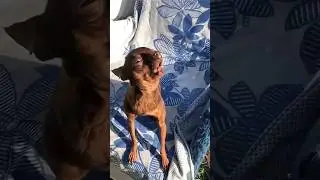 Screaming Dog Meme