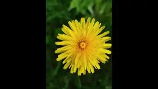 дратути #тв маэстро