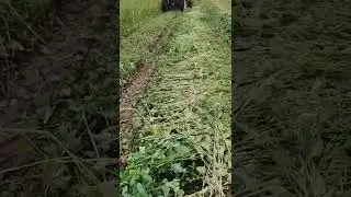 swaraj 744 fe   reaper performance .samse cultivation