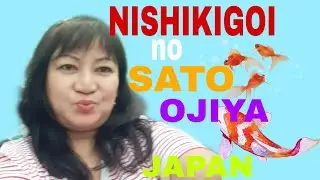 Nishikigoi no  sato  in  ojiya   japan  vlog# 34