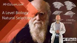 Natural Selection - A Level Biology