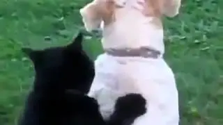 прикол,кошка гладит собаку,funny,cat petting a dog