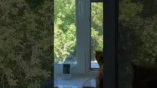 Почта потеряла ценного работника 