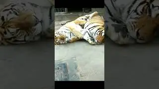 Tiger 255