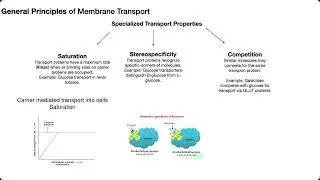 Specialized Transport Properties