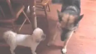 RJ getting toy
