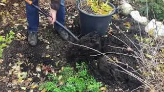 Как укрыть растения на зиму четвертый способ