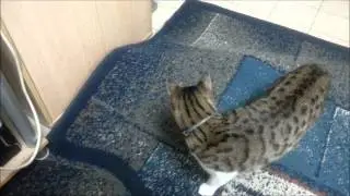 Timothy plays with Manouna