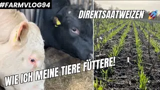 Rindermast mit Erbsen | Direktsaatweizen ist der Wahnsinn 🤯 FARMVLOG #94
