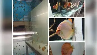 обзор моих аквариумов с дискусами