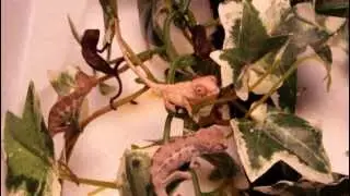 Baby Nosy Faly Panther Chameleons Eating