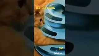 #cat #funny #animals