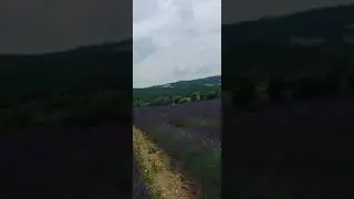 Campo de lavandas! 03/07/2021