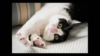 Cat Photographer from High Wycombe, Bucks