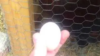 First egg!