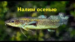 КАК ЛОВИТЬ НАЛИМА ОСЕНЬЮ? ЛОВЛЯ НАЛИМА в ОКТЯБРЕ и НОЯБРЕ. МЕСТА И НАЖИВКИ для ЛОВЛИ НАЛИМА