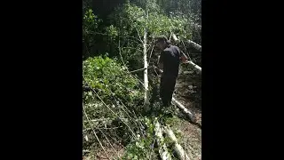 спил по трассе