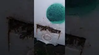 Roii la sfârsit de vară